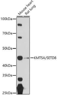 Western Blot: SETD8 AntibodyBSA Free [NBP2-93444]